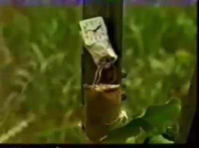 Profissionalismo exemplar do esquadrão anti-bombas da PF nos anos 90