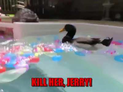 Get out of my pool!