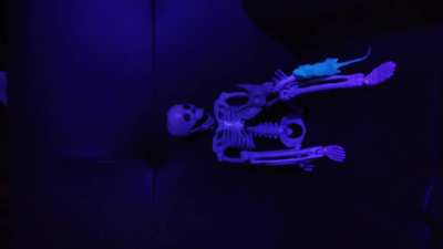 Silly Skeleton: Stop Motion WIP ×w×