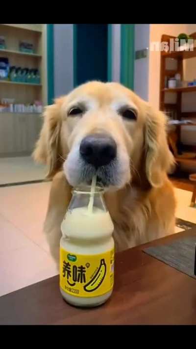 Stop scrolling now! A dog is drinking Yogurt.