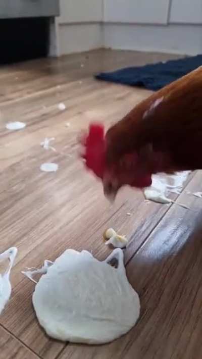 Brought in a very polite fluffybutt to clean up a yoghurt spill