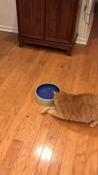 We got the heavy ceramic bowl so he wouldn’t splash water all over.