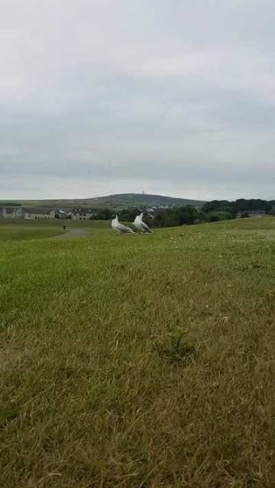 Orkney Screamer