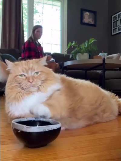 It's a fat cat but very healthy, don't worry!