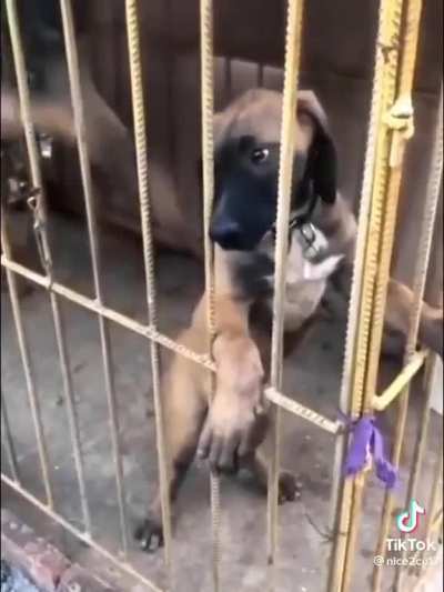 Fofo