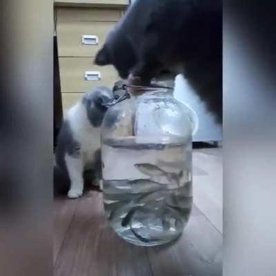 Touch the fish game