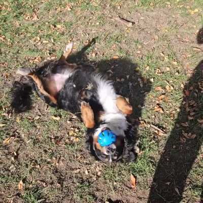 Oso having a lazy fall day