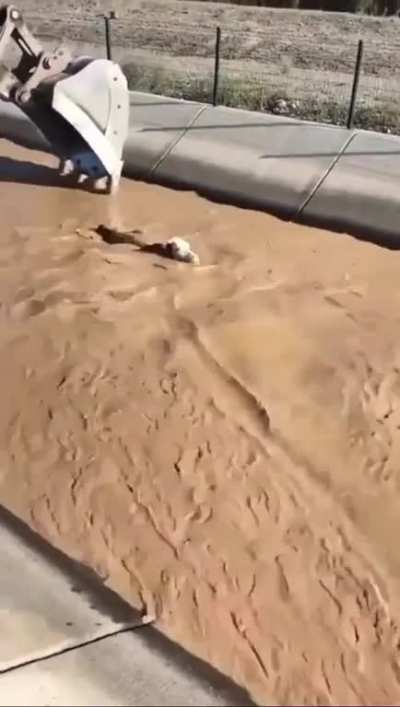 Backhoe operator rescues drowning cow with pinpoint timing and accuracy