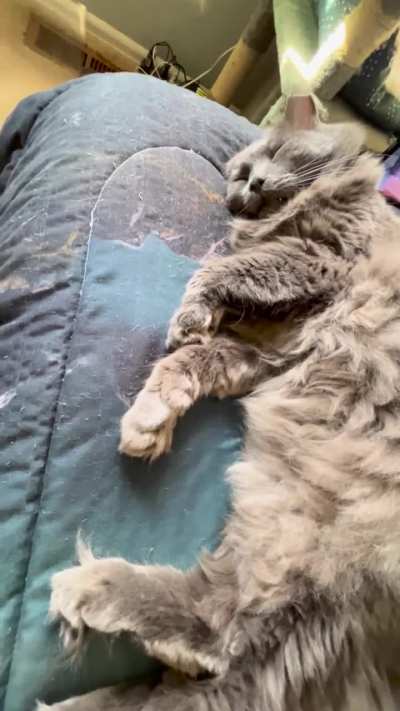 Rupert snoring and having little Nebby dreams