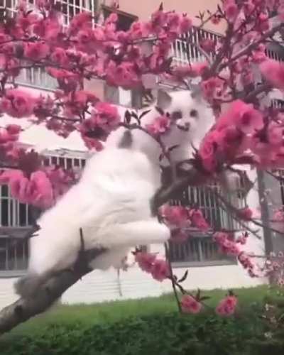 Котики))