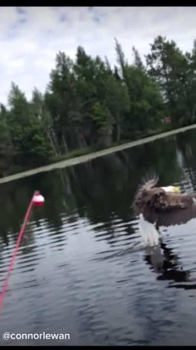 Hey, catch this fish.