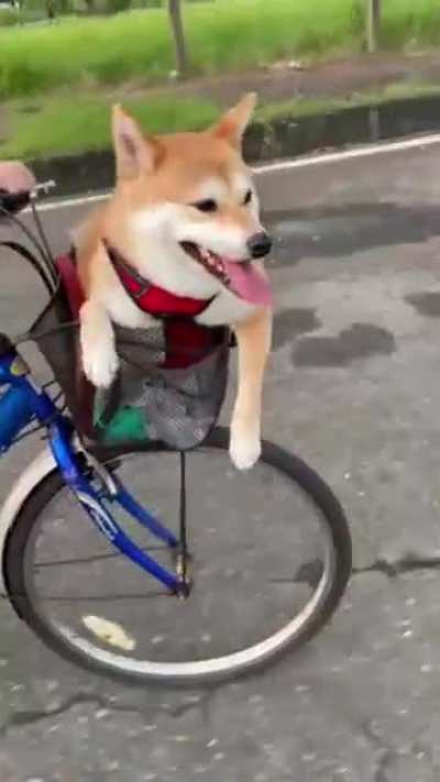 My lazy shiba…