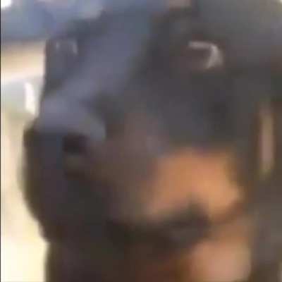 exPOZEd dog ;(
