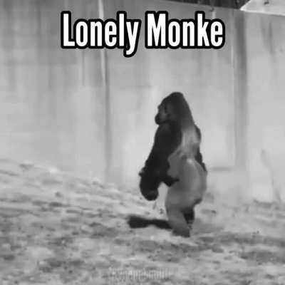 Lonely monke