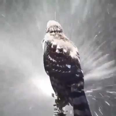 🔥 A hawk hanging out on top of a sprinkler to cope with the summer heat 🔥