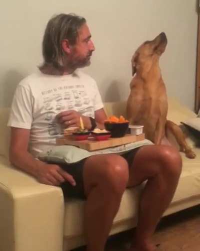 “Nope! Not interested in your food human”...