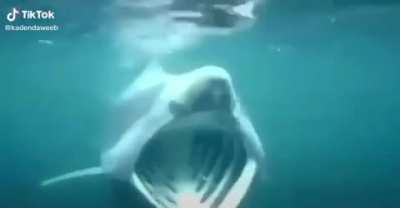 Shark POG