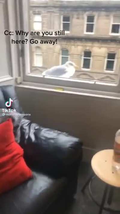 Bye seagull