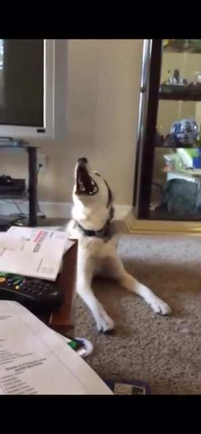 Huskies are the best