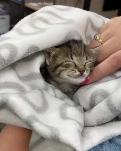 How to make a kitten smile in one easy step