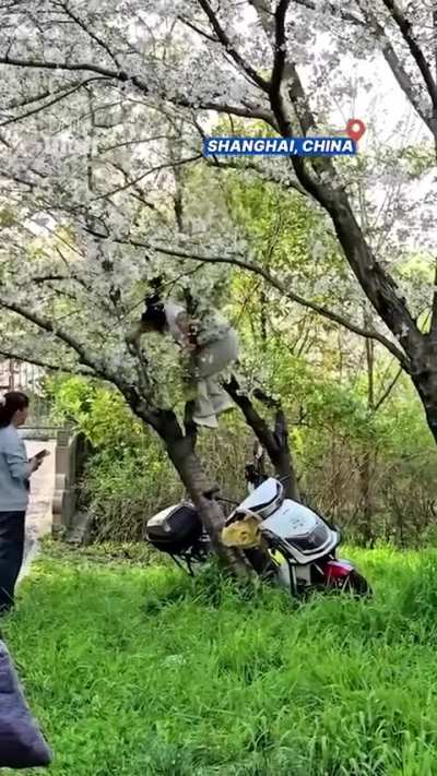 Mc tried to climb a tree and broke it