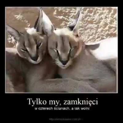 kot