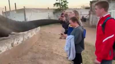 Elephants are cute