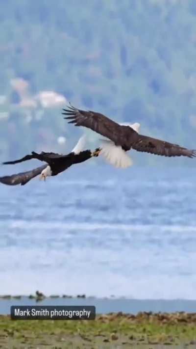 Twirling Talons: A Daring Dance Between Two Eagles