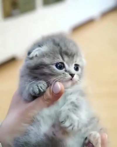 Smol !!