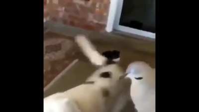 Fly bye