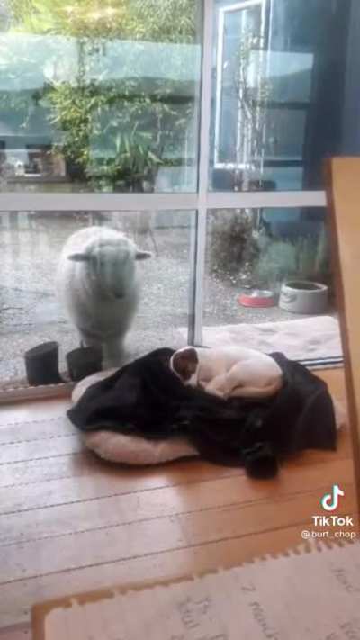 Let him in