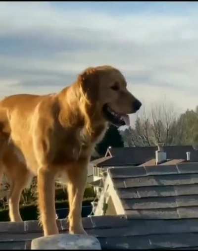 Woof irl