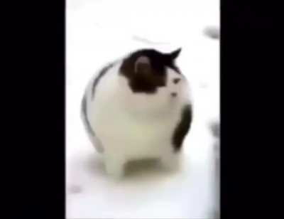 big cat