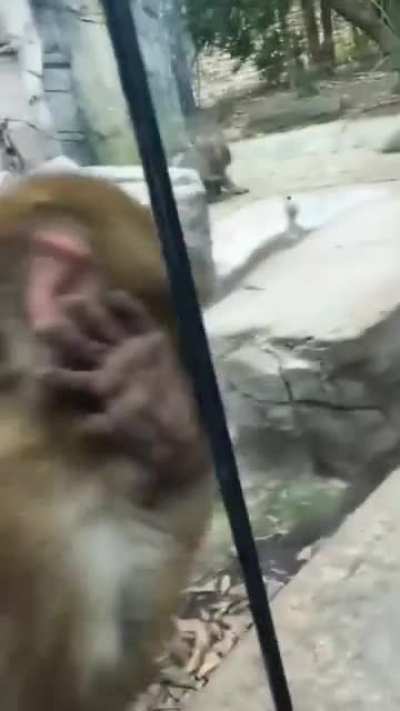 The monkey who was stunned by the magic show he watched