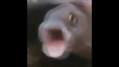 NOOOO