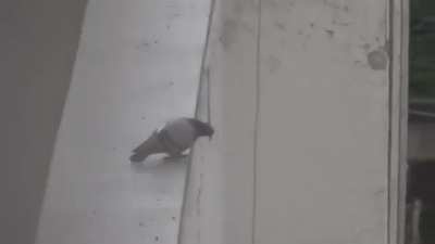 A suicidal pigeon