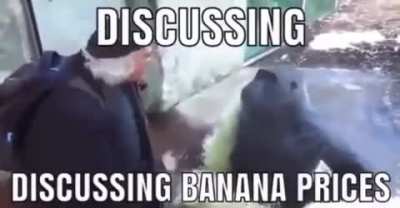 The banana stick market has been quite interesting lately