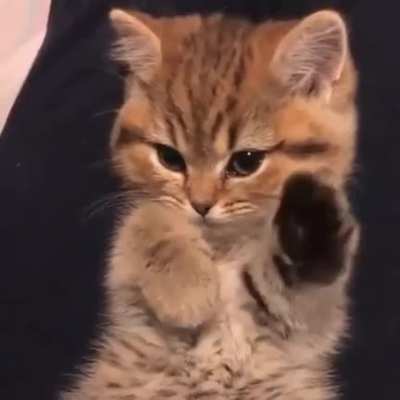I cat even