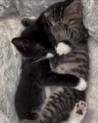 They like to sleep together