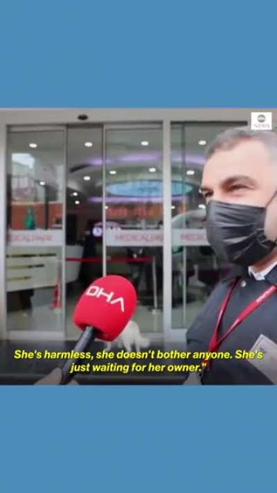 Dog who waited for her owner to comeback outside the hospital