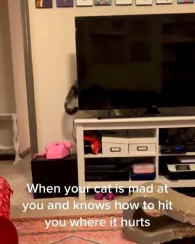 Cats don't forget