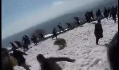 Что-то пошло не так... Освобождение медведя.