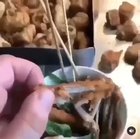Cursed_Chicken