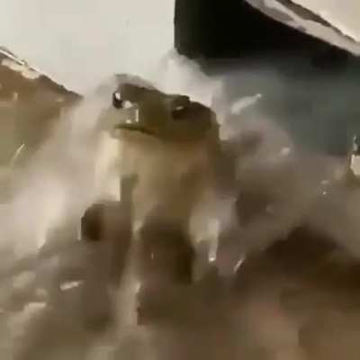 Sadge