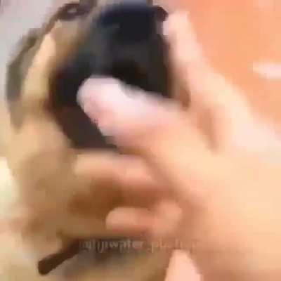 Perro kliao se fue a la ctm