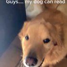 That's one talented dog
