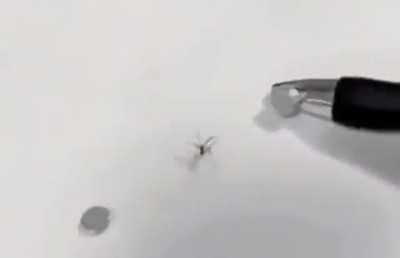 moldy mosquito