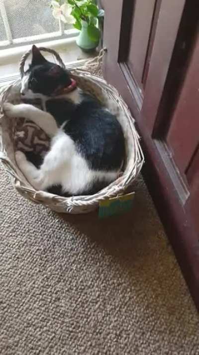 Lazy morning