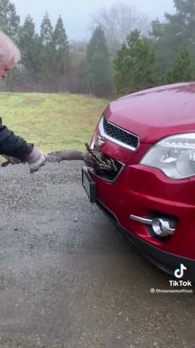 Turkey hit by a car