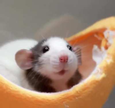 Those little ears
